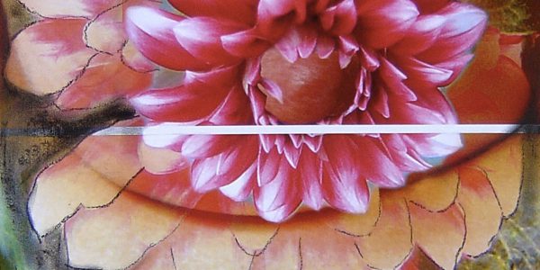 Zinnia, carboncino su elaborazione digitale, 2008.